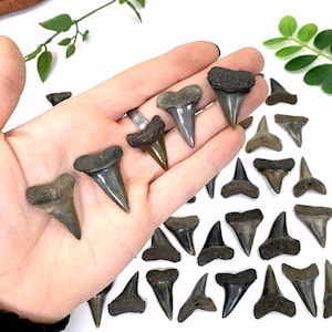 Fossilized Mako Teeth - (UP5-09)