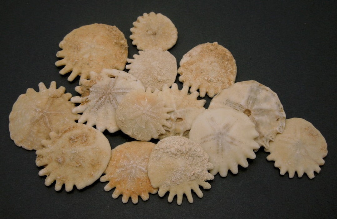 Sand Dollars - Keyhole Sand Dollars -- Bulk Lot of 5 - Etsy