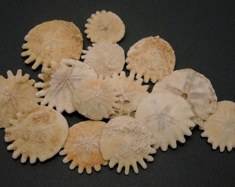 Keyhole Sand Dollars – Bulk Lot of 5, Craft Supplies