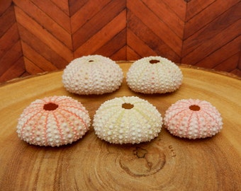 Sea Urchin - Light Pink Urchin- Purple Urchin Shell