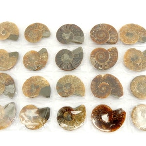 Ammonite Fossil Sheet -- 3-4cm Ammonite Fossil 20 pieces -- 10 pairs - 1 Sheet