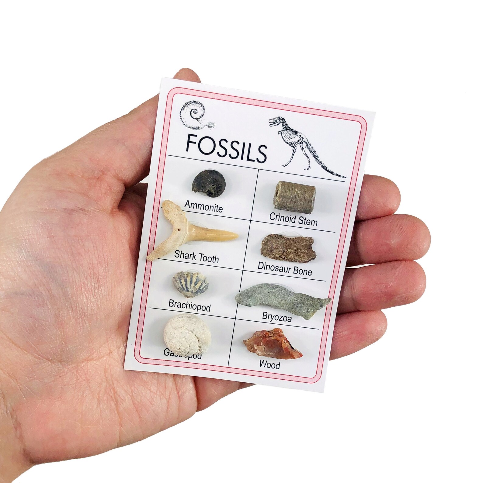 Fossil Specimen Cards Variety of Fossils RK158B7 Etsy