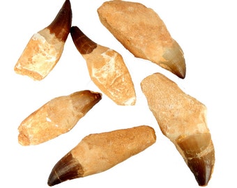 Mosasaurus Water Dinosaur Tooth- AUTHENTIC Fossilized