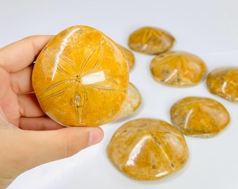 サンドダラー / デンドラスター・ギブシ / カリフォルニア州ケトルマン