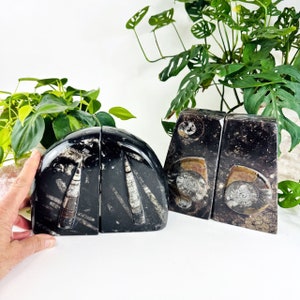 Fossil Bookends Orthoceras Crystal Bookends (RK2)