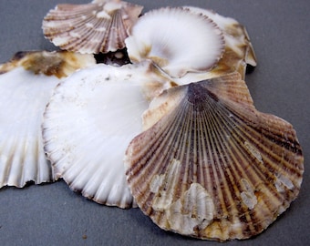 Pecten Pyxidata Whole Shell-- Seashells