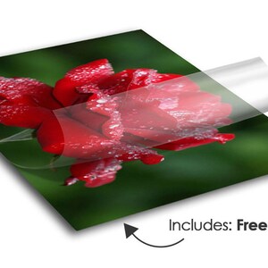 Puede incluir: Primer plano de una rosa roja con gotas de agua en los p&eacute;talos. La rosa est&aacute; enfocada y el fondo est&aacute; desenfocado. La imagen est&aacute; impresa en una superficie brillante e incluye laminaci&oacute;n gratuita.