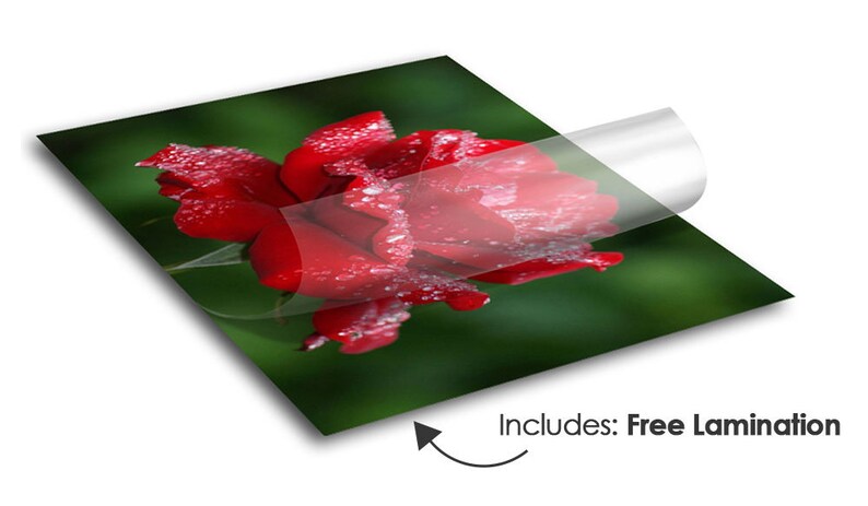 Puede incluir: Primer plano de una rosa roja con gotas de agua en los p&eacute;talos. La rosa est&aacute; enfocada y el fondo est&aacute; desenfocado. La imagen est&aacute; impresa en una superficie brillante e incluye laminaci&oacute;n gratuita.