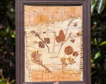 Antique WWI Pressed Flowers & Bark, from France. Found by Willabird Designs Vintage Finds