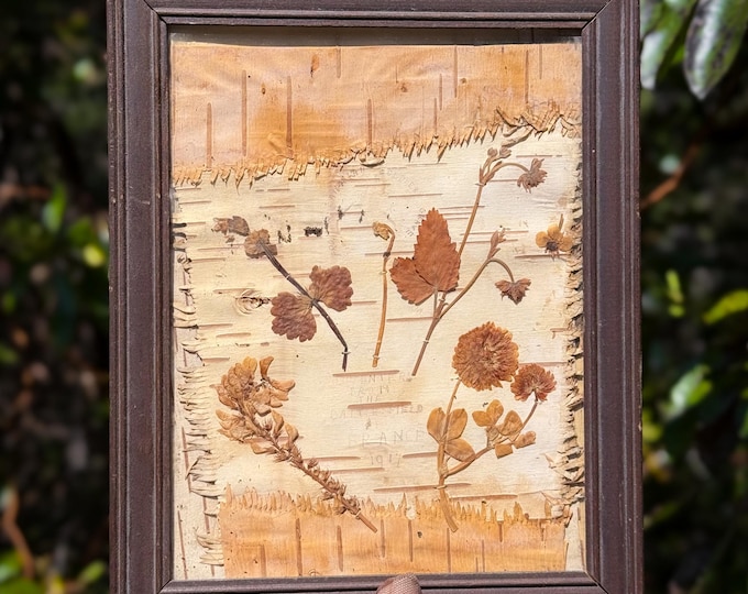 Antique WWI Pressed Flowers & Bark, from France. Found by Willabird Designs Vintage Finds