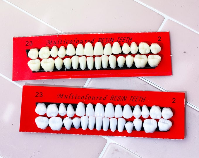 Dental Teaching Models Row of Teeth found by Willabird Designs Vintage Finds