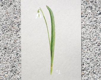 Farbstiftzeichnung eines Schneeglöckchens 15,2 x 22,8 cm | Original