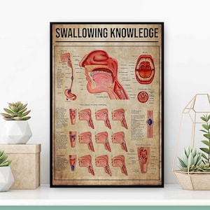 Cartel de conocimiento de la deglución, anatomía de la deglución normal, gráfico de terapia de deglución, impresión del patólogo del habla, signo del mecanismo de deglución