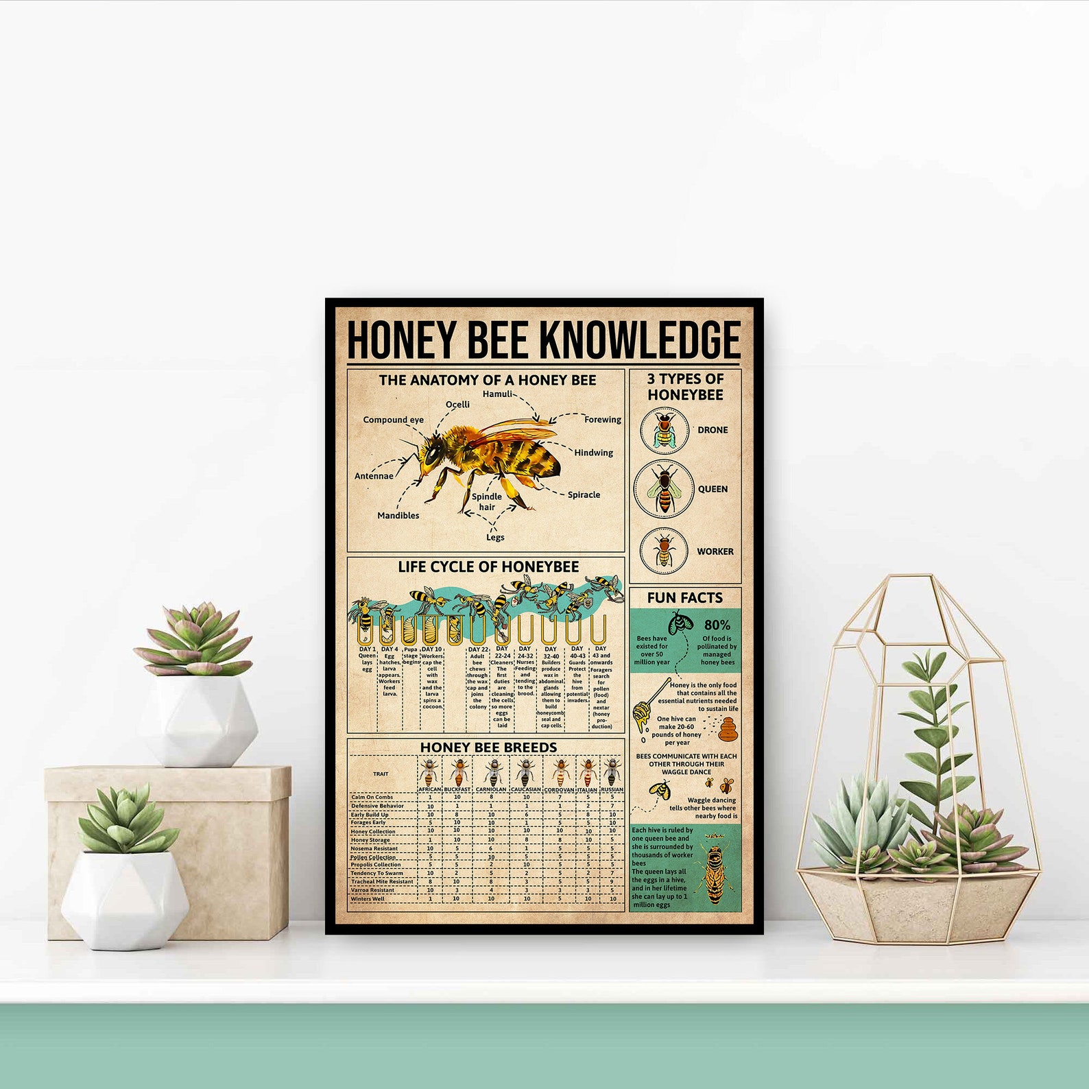 Honey Bee Knowledge Poster, Bee Home Decor, Life Cycle of Honeybee, 3 ...