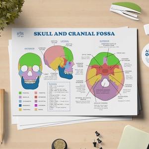 Poster imprimable Anatomie du crâne et de la fosse crânienne