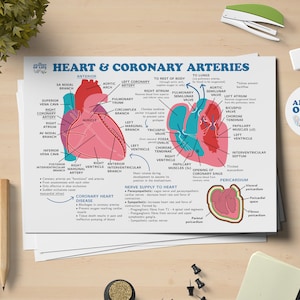 Heart and Coronary Arteries Anatomy Printable Poster