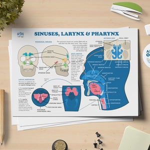 Nasennebenhöhlen, Kehlkopf und Pharynx Anatomie zum Ausdrucken