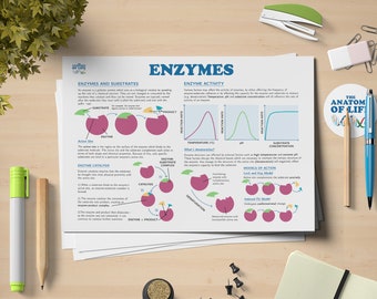 Enzyme Function Science Printable Poster