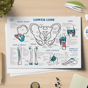 Lower Limb Skeletal Anatomy Printable Poster