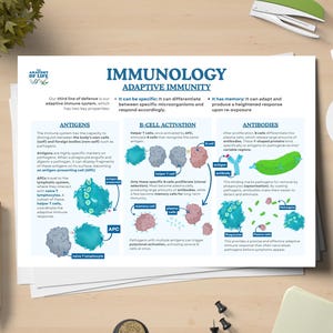 May include: Anatomy of Life educational poster on adaptive immunity. The poster includes diagrams of antigens, B-cell activation, and antibodies. The poster is on a wooden desk with office supplies, including a green highlighter, a pencil, and a stapler.