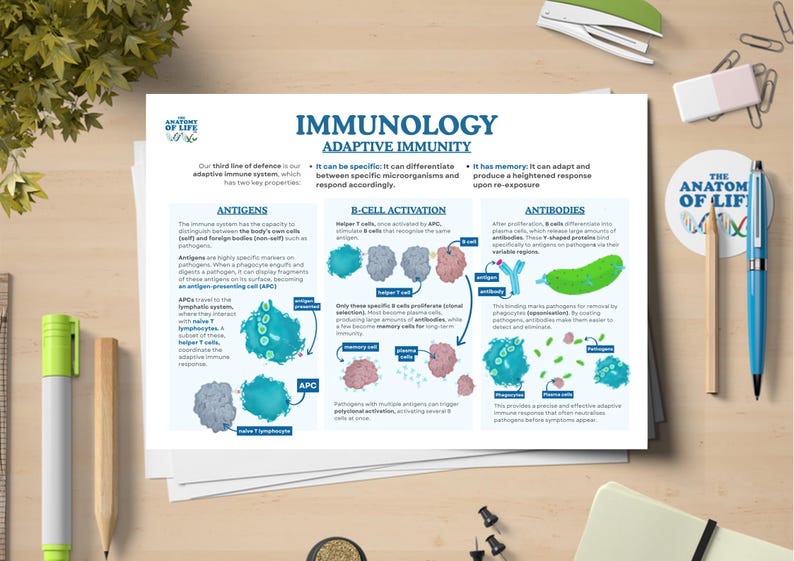 Immunology Poster | Adapative Immunity, Antigens, B-cells and ...
