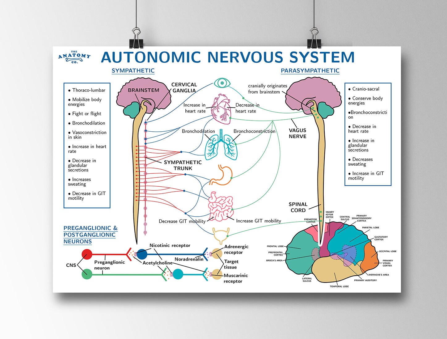 Autonomic Nervous System Anatomy Poster Etsy Ireland