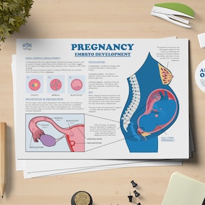 Schwangerschaft und die Embryoentwicklung Anatomie druckbares Poster