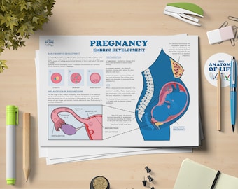 Pregnancy and the Embryo Development Anatomy Printable Poster