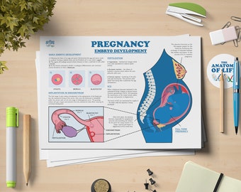 May include: A colorful infographic illustrating the stages of pregnancy and embryo development. The illustration shows a fertilized egg, a morula, a blastocyst, and a full-term pregnancy. The text includes the terms "Early Embryo Development", "Implantation in Endometrium", "Fertilization", and "Full-Term Pregnancy".