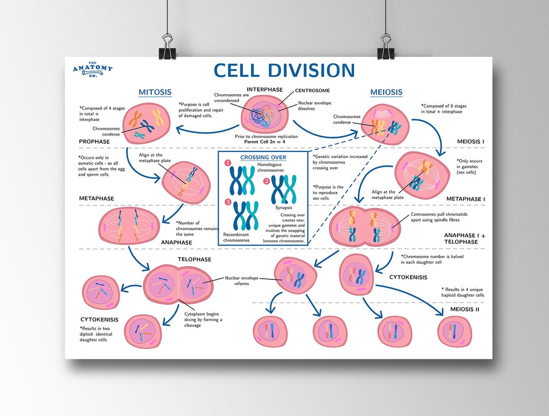 Antagonismo Glamour directorio Mitosis and Meiosis Cell Division Science Poster - Etsy España