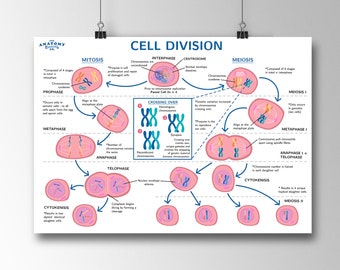 Cell Mitosis Sublimation Mitosis Clip Art Vintage Science Printable Antique Biology Design
