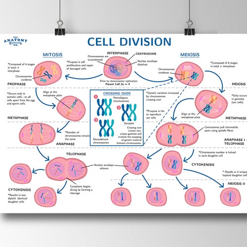 Mitosis and Meiosis Cell Division Science Poster - Etsy