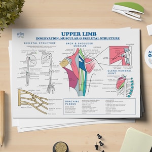 Pôster imprimível de anatomia do membro superior