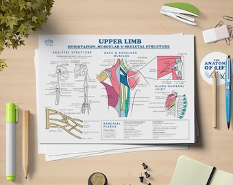 Peut inclure: Schéma anatomique du membre supérieur, avec structure squelettique, muscles du dos et de l'épaule, et plexus brachial. Le texte sur le papier indique "UPPER LIMB INNERVATION, MUSCULAR & SKELETAL STRUCTURE".