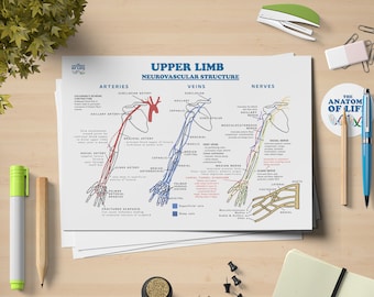 Peut inclure: Un schéma illustrant la structure neurovasculaire du membre supérieur. Le schéma montre les artères, les veines et les nerfs du bras, de l'avant-bras et de la main. Les artères sont représentées en rouge, les veines en bleu et les nerfs en jaune. Le schéma comprend des étiquettes pour chaque structure.