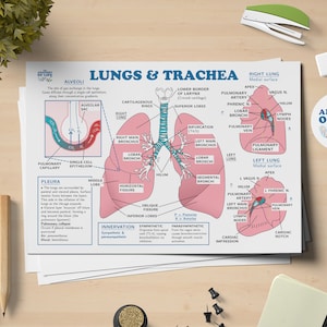 Può includere: Un'illustrazione anatomica dettagliata dei polmoni e della trachea umani. Il diagramma mostra i diversi lobi, bronchi e altre strutture del sistema respiratorio. L'immagine è etichettata con termini anatomici e include una chiave per comprendere le diverse parti dei polmoni.