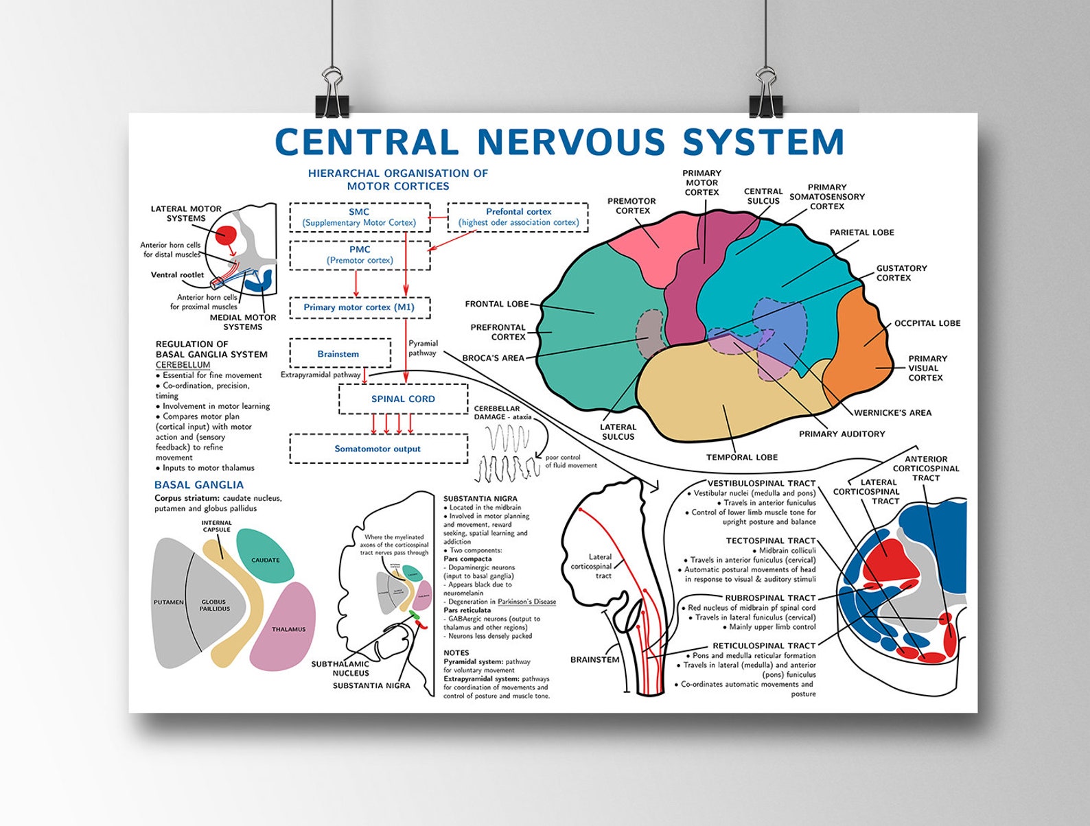 Central Nervous System Anatomy Poster Etsy