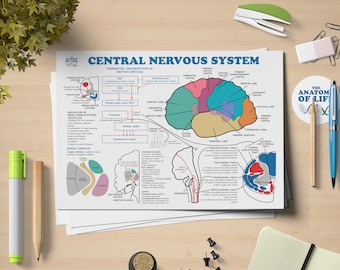 Central Nervous System Anatomy Printable Poster