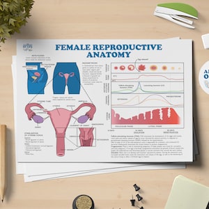 Female Reproductive Anatomy Printable Poster