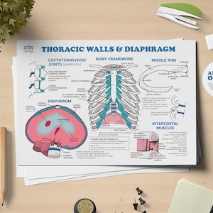 Thoracic Wall & Diaphragm Anatomy Printable Poster