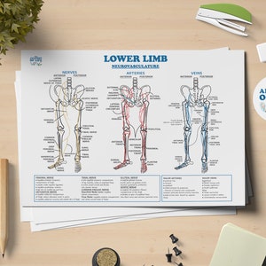 Untere Extremität Neurovaskulatur Anatomie druckbare Poster