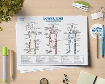 Peut inclure: Affiche anatomique de la neurovascularisation du membre inférieur, avec nerfs, artères et veines. Sur un bureau en bois, avec un surligneur vert, un crayon et une agrafeuse. Le texte est en anglais.