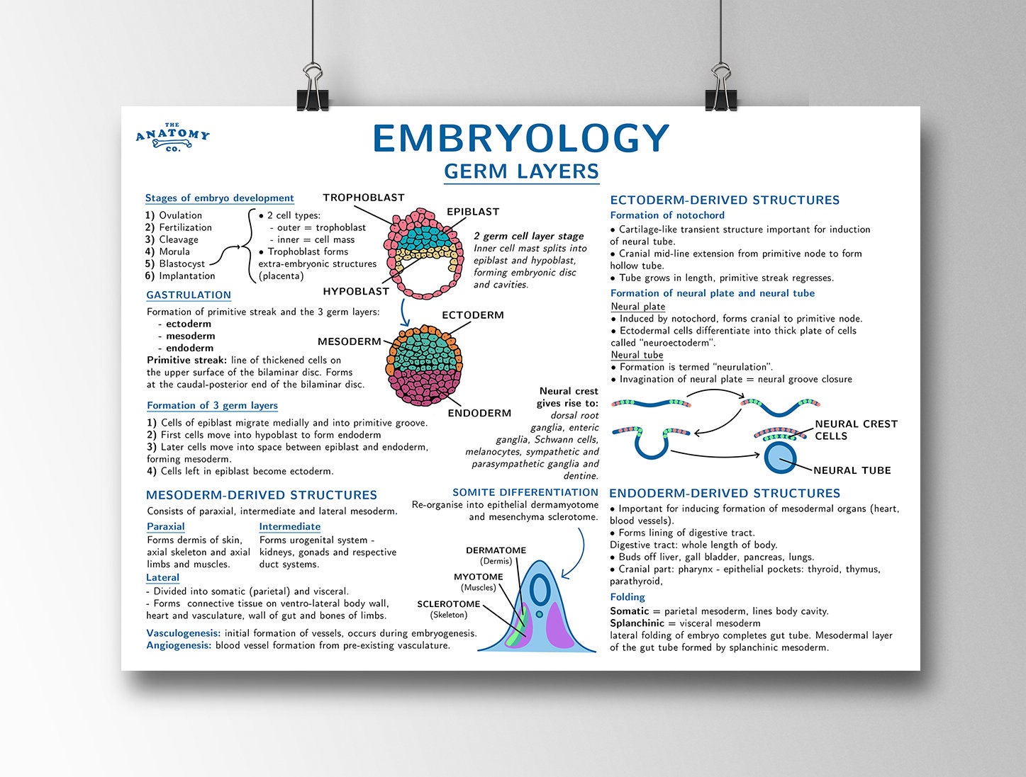 Embryology And Germ Layer Anatomy Poster Etsy