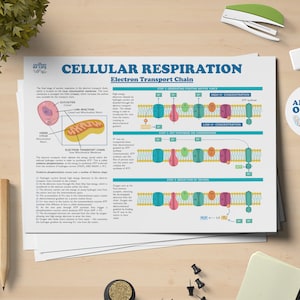 Cellular Respiration Poster – Electron Transport Chain – Biology Print – Science Classroom Wall Art – Educational Mitochondria Diagram
