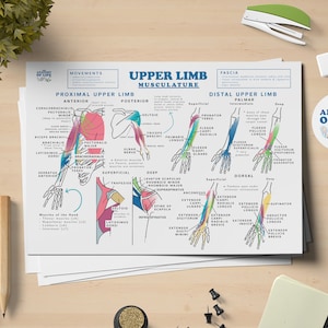 Upper Limb Musculature Anatomy Printable Poster
