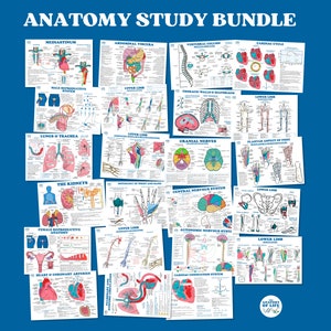 ¡50 % de descuento! Paquete de estudio de anatomía: 23 carteles de anatomía detallados para estudiantes de medicina (descarga en formato PDF): sistemas corporales, musculatura y sistema nervioso.