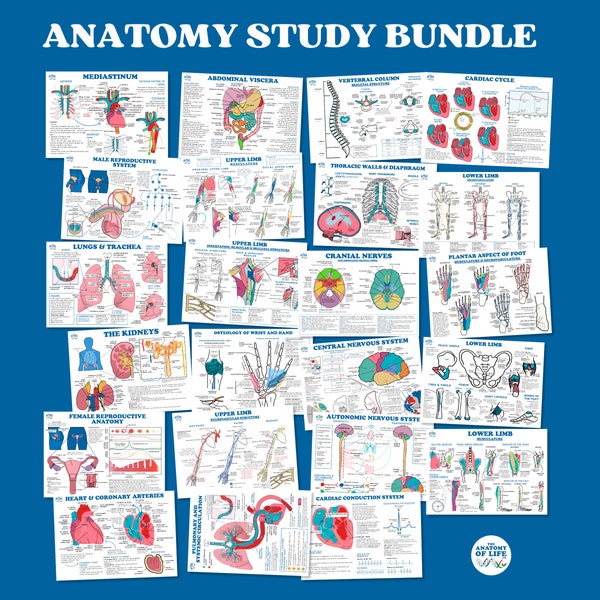 50% off! Anatomy Study Bundle Printable Posters