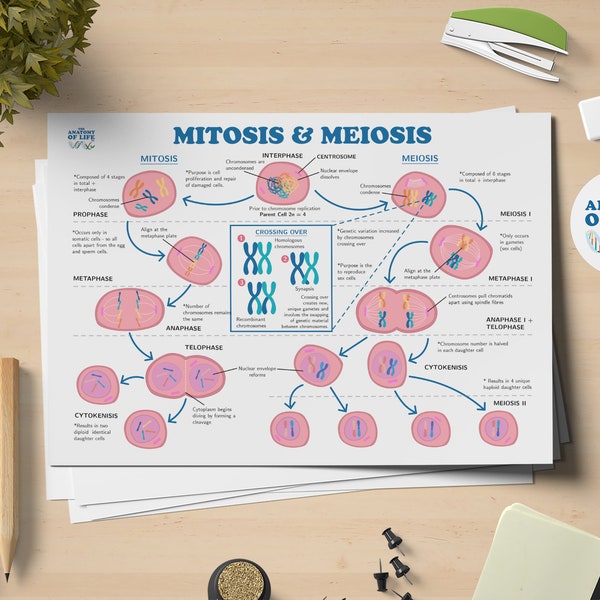 Mitosis and Meiosis Science Printable Poster