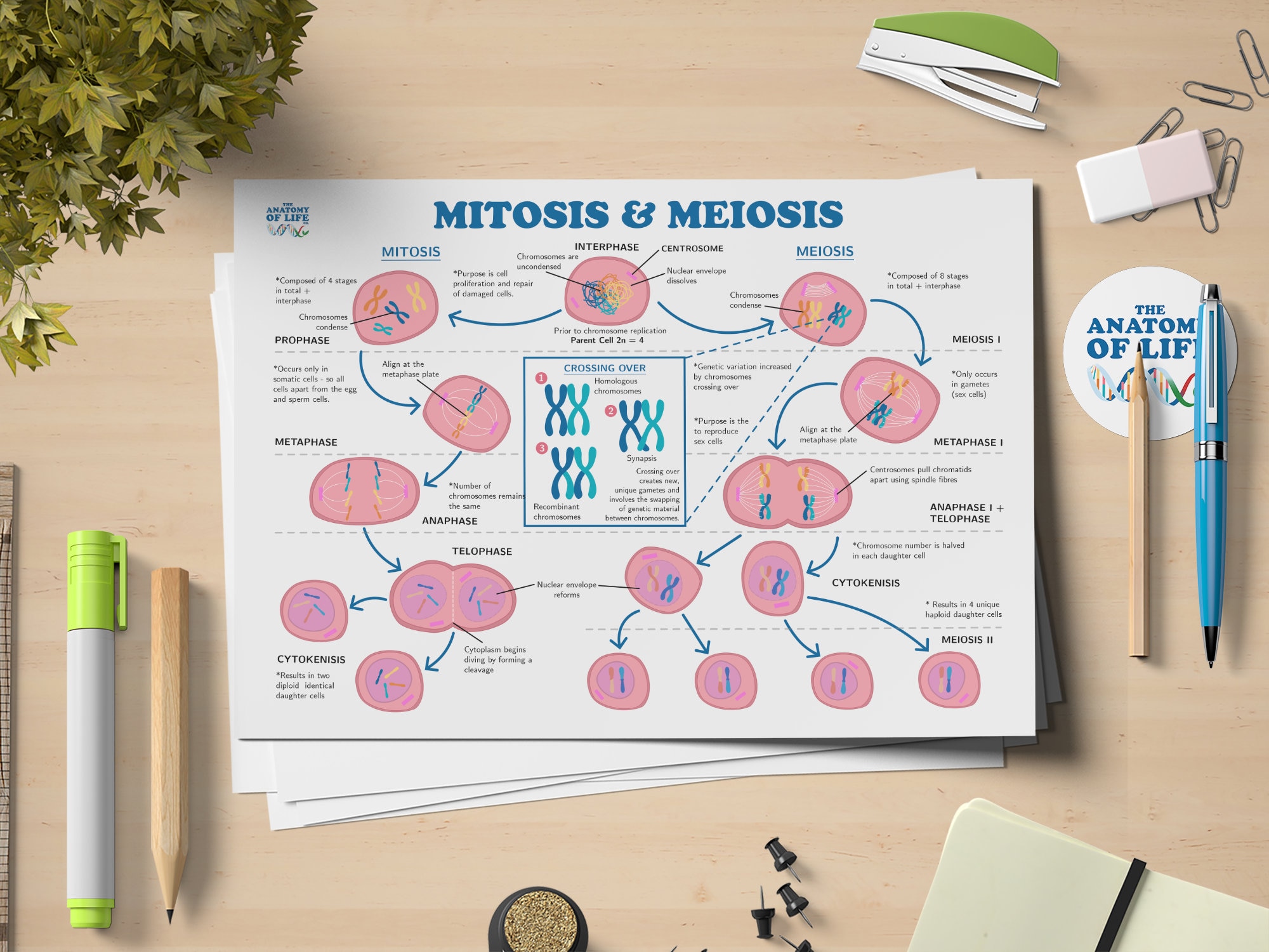 Mitosis and Meiosis Science Printable Poster - Etsy Australia