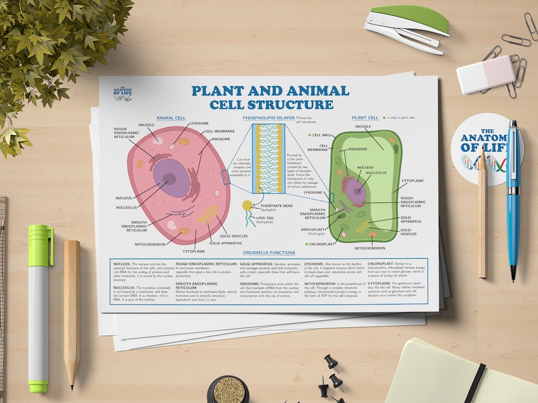 Plant and Animal Cells Science Printable Poster - Etsy